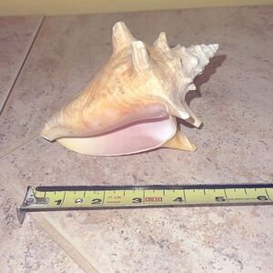 Conch Shell